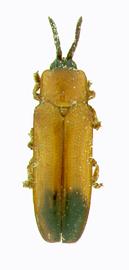   Hybosispa  habitus. 